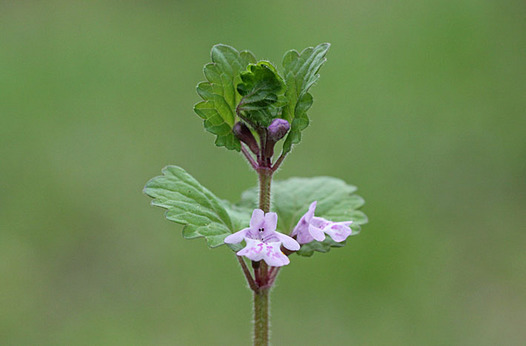 zaki-20140421-kakidoshi.jpg