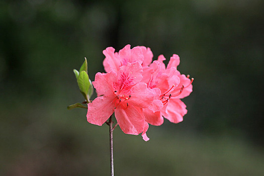 zaki-20140422-yamatsutsuji.jpg