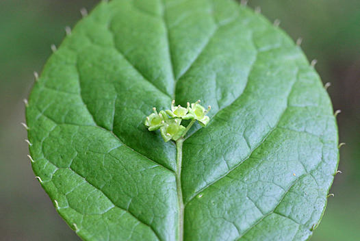 zaki-20140423-hanaikada-obana.jpg
