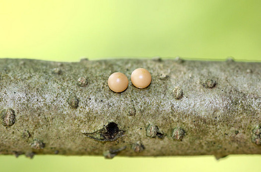 zaki-20140426-ibotaga-tamago.jpg