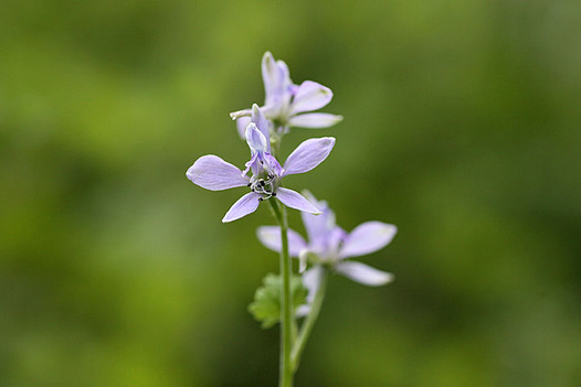zaki-20140426-seribahienso.jpg
