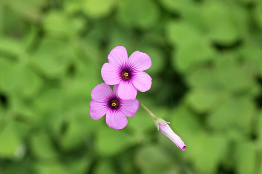 zaki-20140427-imokatabami.jpg