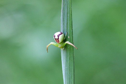 zaki-20140428-hanagumo.jpg