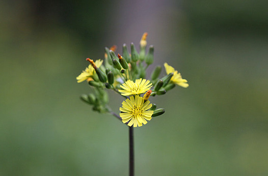 zaki-20140429-onitabirako.jpg