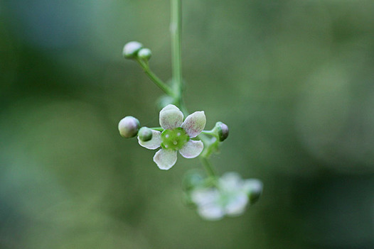 zaki-20140502-tsuribana.jpg