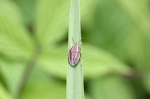 zaki-20140505-uzurakamemushi.jpg