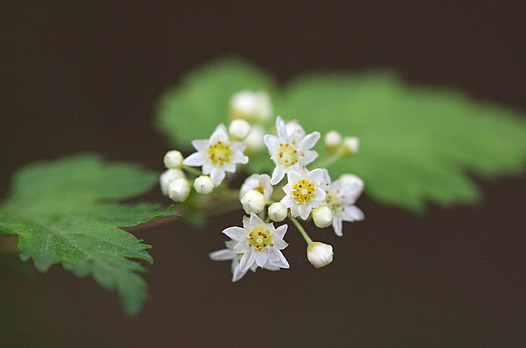 zaki-20140507-kogomeutsugi.jpg