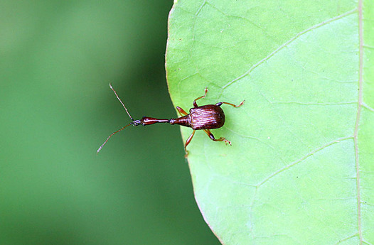 zaki-20140510-higenagaotoshibumi-osu.jpg