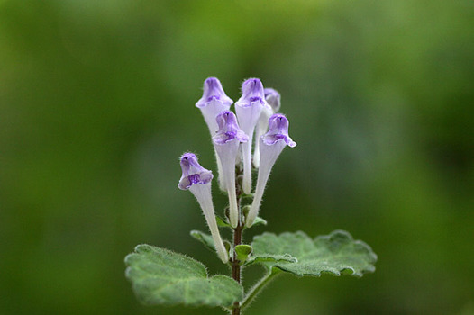zaki-20140510-okatatsunamiso.jpg