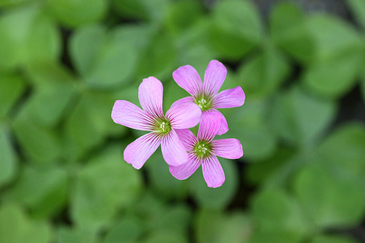 zaki-20140511-murasakikatabami.jpg