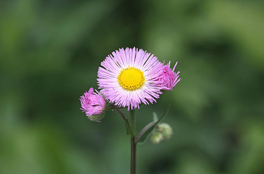 zaki-20140515-harujion.jpg