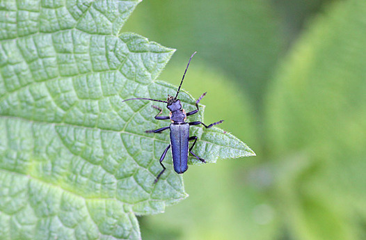 zaki-20140517-aojokai.jpg