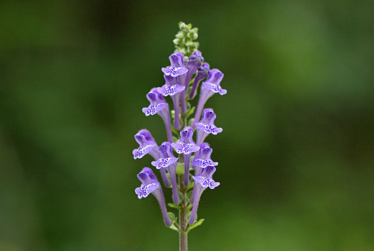zaki-20140517-tatsunamiso.jpg