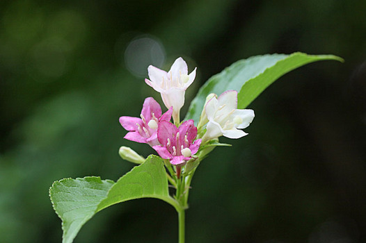 zaki-20140519-hakoneutsugi.jpg
