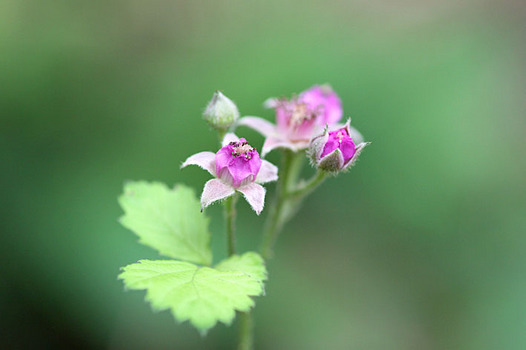 zaki-20140523-nawashiroichigo.jpg