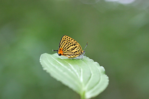 zaki-20140526-uranamiakashijimi.jpg