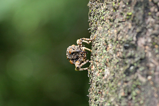 zaki-20140527-madaraashizomushi.jpg