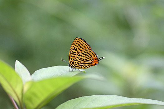 zaki-20140528-uranamiakashijimi.jpg