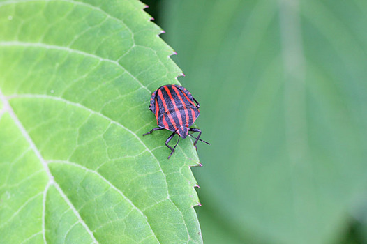 zaki-20140529-akasujikamemushi.jpg