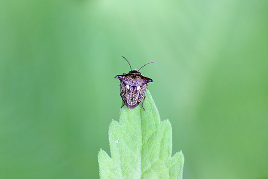 zaki-20140530-ushikamemushi.jpg