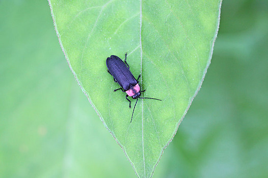 zaki-20140531-genjibotaru.jpg