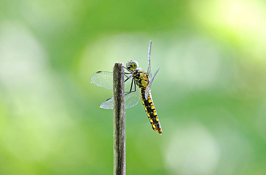 zaki-20140602-harabirotonbo-mesu.jpg