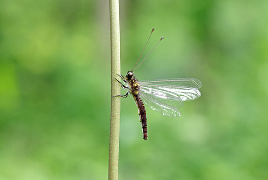 zaki-20140610-tsunotonbo.jpg