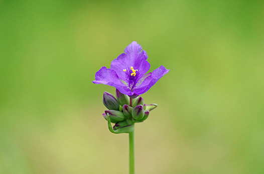 zaki-20140611-tsuyukusa.jpg