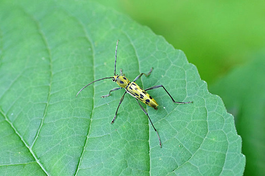 zaki-20140614-kirotorakamikiri.jpg