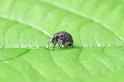 zaki-20140617-kurotamazomushi.jpg