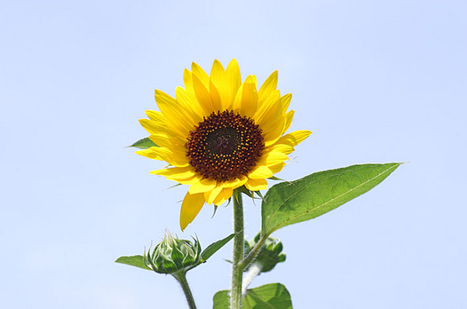 zaki-20140620-himawari.jpg