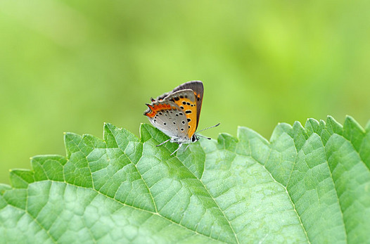 zaki-20140621-benishijimi.jpg