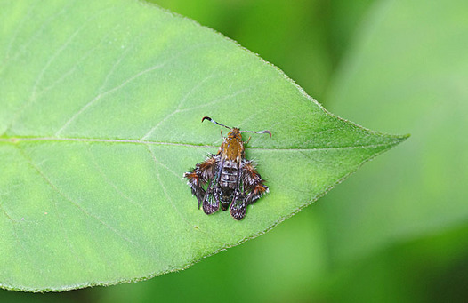 zaki-20140625-momobutosukashiba.jpg