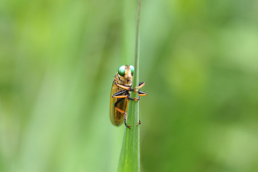 zaki-20140626-aomeabu.jpg