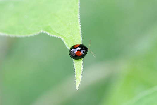zaki-20140626-tentonomihamushi.jpg