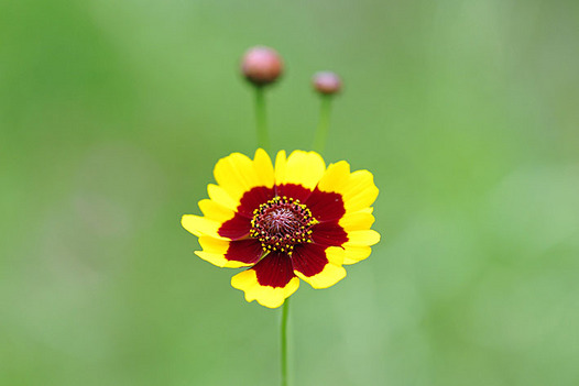 zaki-20140627-harushagiku.jpg