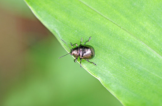 zaki-20140627-yomogihamushi.jpg
