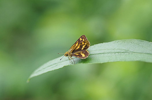 zaki-20140630-kimadaraseseri.jpg