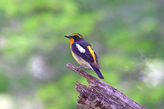 zaki-20140702-kibitaki-osu.jpg