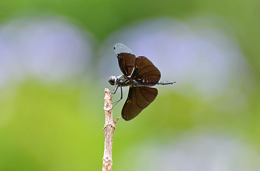 zaki-20140703-chotonbo.jpg