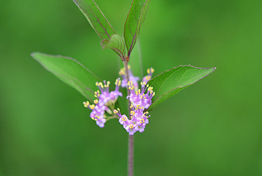 zaki-20140707-komurasaki.jpg