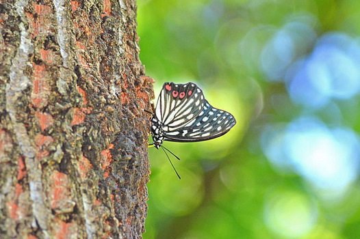 zaki-20140711-akaboshigomadara.jpg