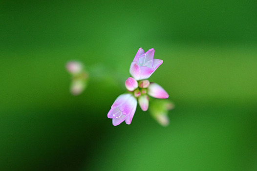 zaki-20140711-mamakonoshirinugui.jpg