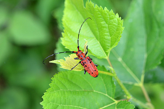 zaki-20140712-hoshibenikamikiri.jpg
