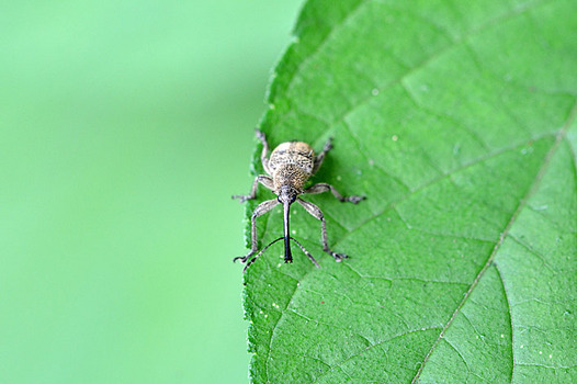 zaki-20140713-haiirochokiri.jpg