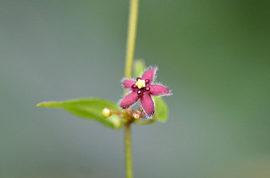 zaki-20140713-oobakamomezuru.jpg