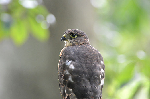 zaki-20140714-tsumi-yocho.jpg