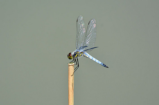 zaki-20140715-kofukitonbo.jpg