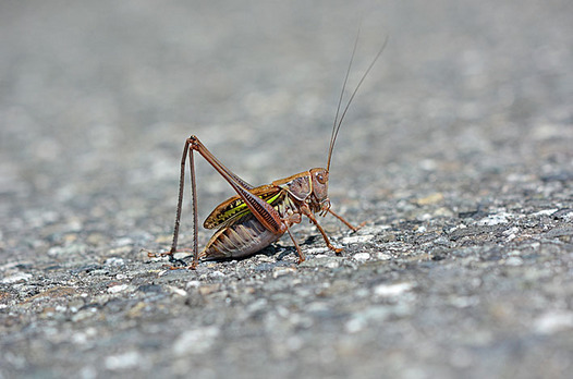 zaki-20140716-kirigirisu.jpg