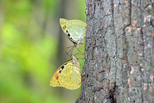 zaki-20140716-oomurasaki-mesu.jpg